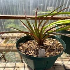 Dyckia Pallaphat  &  Neophytum Firecraker　[11月末迄の期間限定販売]の画像