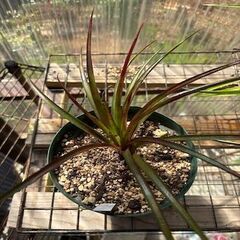 Dyckia Pallaphat  &  Neophytum Firecraker　[11月末迄の期間限定販売]の画像