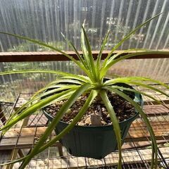 Dyckia Pallaphat  &  Neophytum Firecraker　[11月末迄の期間限定販売]の画像