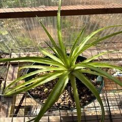 Dyckia Pallaphat  &  Neophytum Firecraker　[11月末迄の期間限定販売]の画像