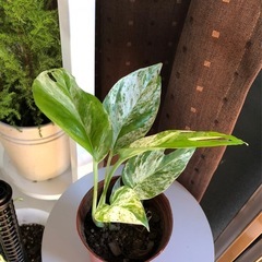 美しい観葉植物。の画像