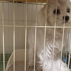 マルチーズ　生後6か月