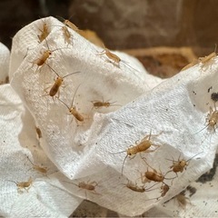 イエコ（コオロギ）【100匹】Sサイズ/5〜8mmの画像