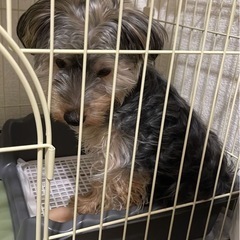 ヨークシャテリア　生後6か月