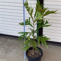 ［006］お買得！値下げ グレビレア　ゴールド　バイレアナ　ぐんぐん成長中 オージープランツの画像