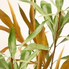 ［006］お買得！値下げ グレビレア　ゴールド　バイレアナ　ぐんぐん成長中 オージープランツの画像