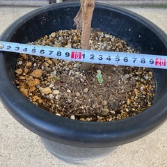 ［006］お買得！値下げ グレビレア　ゴールド　バイレアナ　ぐんぐん成長中 オージープランツの画像