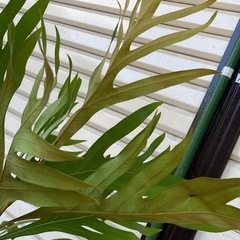 ［006］お買得！値下げ グレビレア　ゴールド　バイレアナ　ぐんぐん成長中 オージープランツの画像