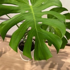 モンステラ　鉢植えの画像