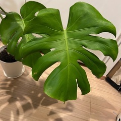 モンステラ　鉢植えの画像