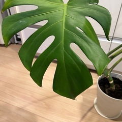 モンステラ　鉢植えの画像