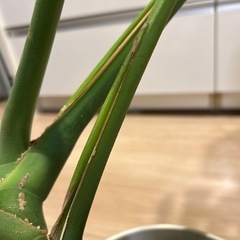 モンステラ　鉢植えの画像