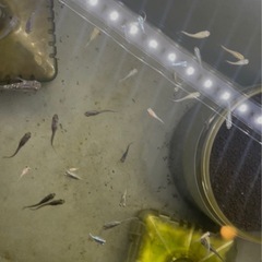 もう少ないです……メダカ、オロチ、琥珀ラメと幹之メダカ、ミユキミックスの画像