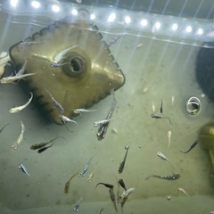 もう少ないです……メダカ、オロチ、琥珀ラメと幹之メダカ、ミユキミックスの画像