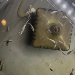 もう少ないです……メダカ、オロチ、琥珀ラメと幹之メダカ、ミユキミックスの画像