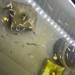 もう少ないです……メダカ、オロチ、琥珀ラメと幹之メダカ、ミユキミックスの画像