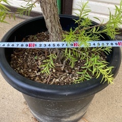 ［004］特価！大株 メラレウカ レボリューションゴールド オージープランツの画像