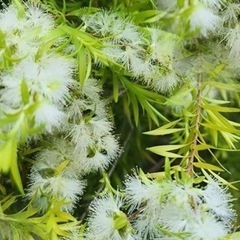 ［004］特価！大株 メラレウカ レボリューションゴールド オージープランツの画像