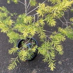 ［004］特価！大株 メラレウカ レボリューションゴールド オージープランツの画像