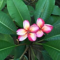 プルメリア　鉢植え　一鉢2,000円の画像
