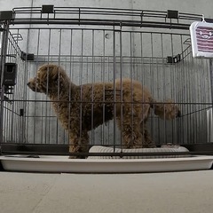 犬用ケージの画像
