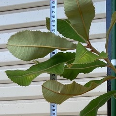 ［001］特価！  大苗 スワンプバンクシア ロブール ぐんぐん成長中 オージープランツの画像