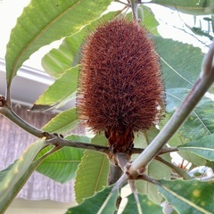 ［001］特価！  大苗 スワンプバンクシア ロブール ぐんぐん成長中 オージープランツの画像