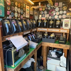 【五桜メダカ】 11月16日　横須賀めだか無人販売