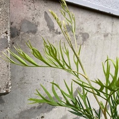 売約済［027］特価！大株 グレビレア ピーチアンドクリーム オージープランツ　の画像