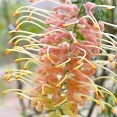 売約済［027］特価！大株 グレビレア ピーチアンドクリーム オージープランツ　の画像