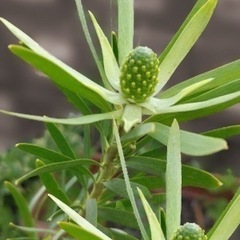 ［003］特価！値下げ 大株 リューカデンドロン ポンデンス オージープランツの画像