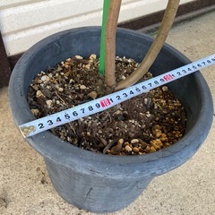 ［003］特価！値下げ 大株 リューカデンドロン ポンデンス オージープランツの画像