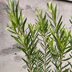 ［003］特価！値下げ 大株 リューカデンドロン ポンデンス オージープランツの画像