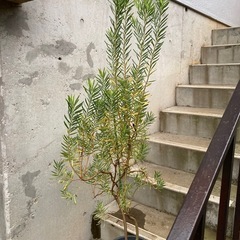 ［003］特価！値下げ 大株 リューカデンドロン ポンデンス オージープランツの画像