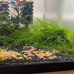 レッドビーシュリンプ
ファンシーの画像