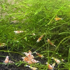 レッドビーシュリンプ
ファンシーの画像