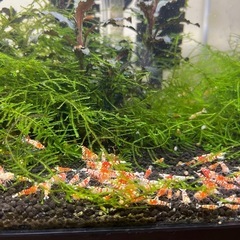 レッドビーシュリンプ
ファンシーの画像