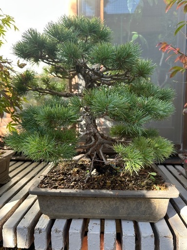 オンライン 盆栽 009.【陶翠】春秋/長方樹盆/盆栽鉢/木箱付き 009.【