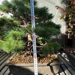 盆栽　中型松の画像