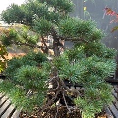 盆栽　中型松の画像
