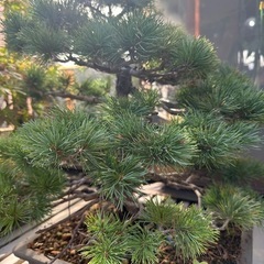 盆栽　中型松の画像