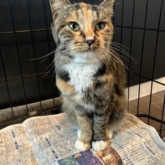 素敵な里親様に巡り会えますように