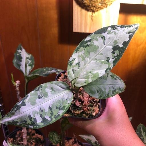 柳緑花紅　アグラオネマピクタム