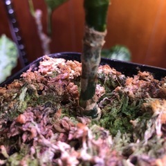 柳緑花紅　アグラオネマピクタムの画像