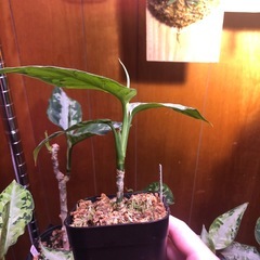 柳緑花紅　アグラオネマピクタムの画像