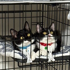 あんず姉妹！こしあんちゃん&つぶあんちゃん！