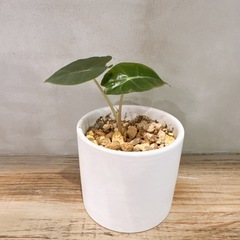 アロカシアの画像