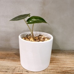 アロカシアの画像