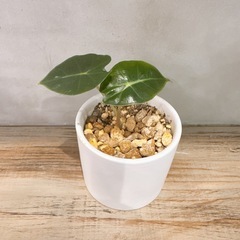 アロカシアの画像