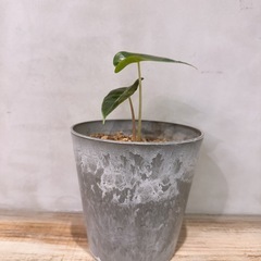 アロカシア・鉢グレーの画像